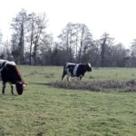 Surpâturage hivernal, attention à la pérennité de la prairie