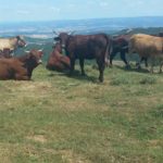 Rénovation des prairies pâturées