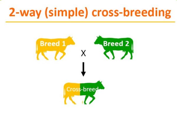 what-animal-is-not-the-result-of-cross-breeding-different-species