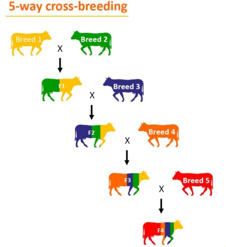 Cross-breeding and grazing management – Encyclopedia pratensis